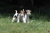 FOX TERRIER 175